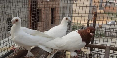 绿色健康养殖方法